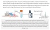 trustmyscience - Et si le mucus d’axolotl devenait une arme contre les super-bactéries et les cellules cancéreuses ?