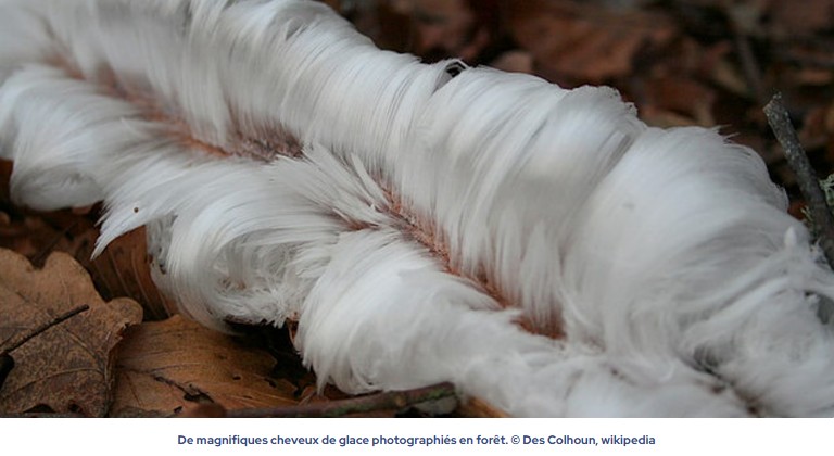 futura-sciences - Phénomène météo extraordinaire : les cheveux de glace