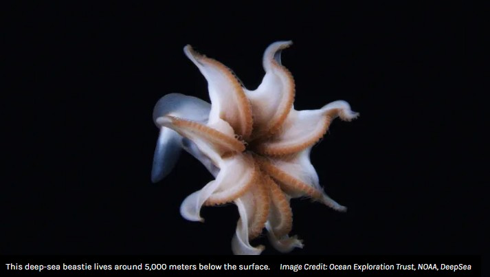 iflscience - “It Seemingly Put On An Otherworldly Show”: Watch As This Beautiful Deep-Sea Octopus Glides Gracefully Through The Ocean