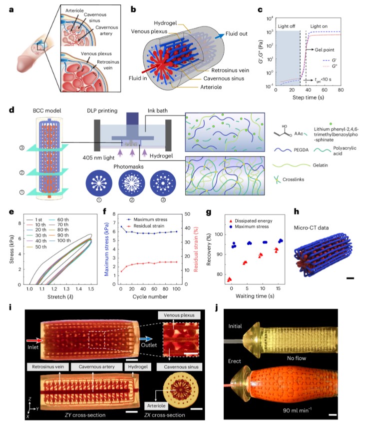 sciencepost - Ils ont imprimé en 3D une verge fonctionnelle