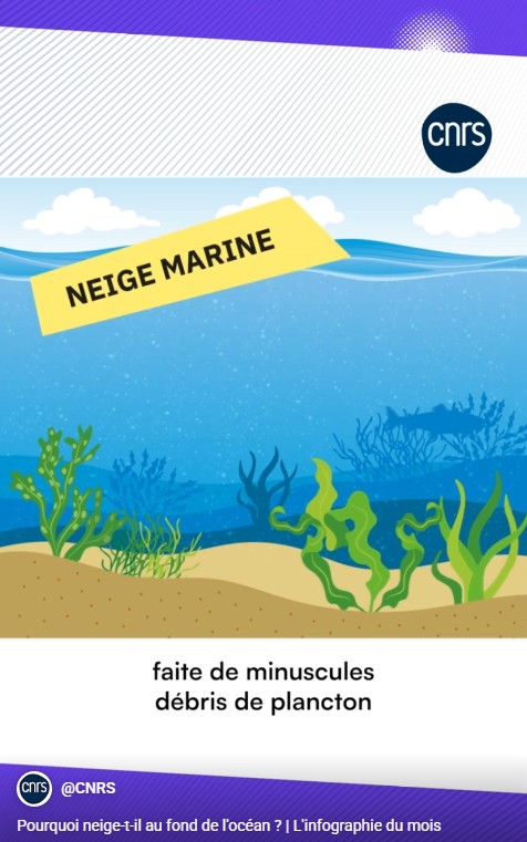 CNRS - Pourquoi neige-t-il au fond de l'océan ? - L'infographie du mois