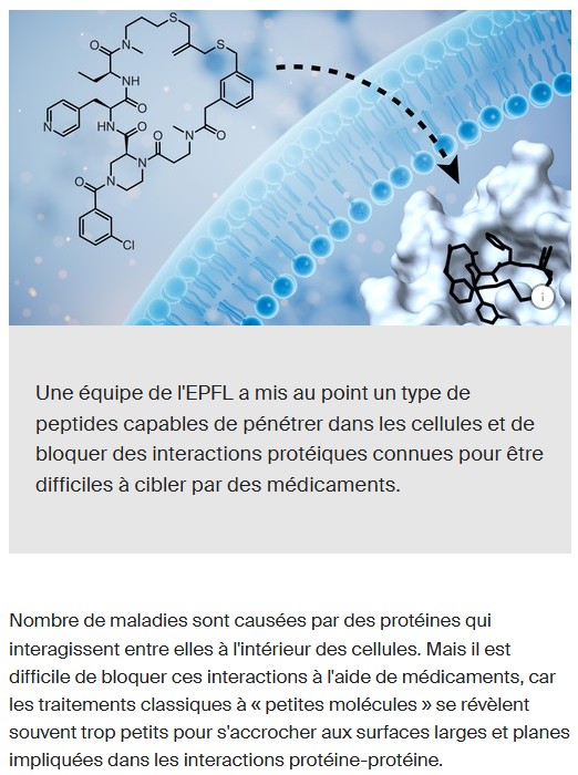 EPFL - De nouveaux peptides bloquent des protéines retorses