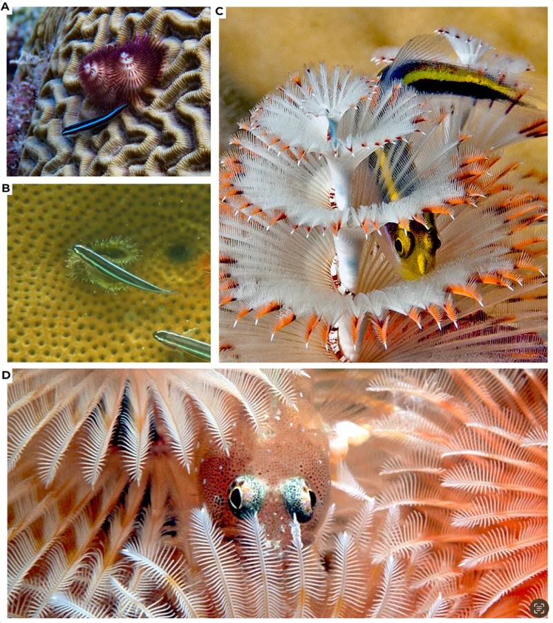 iflscience - For The First Time Ever Fish And Christmas Tree Worms Come Together In An Unlikely Housing Situation
