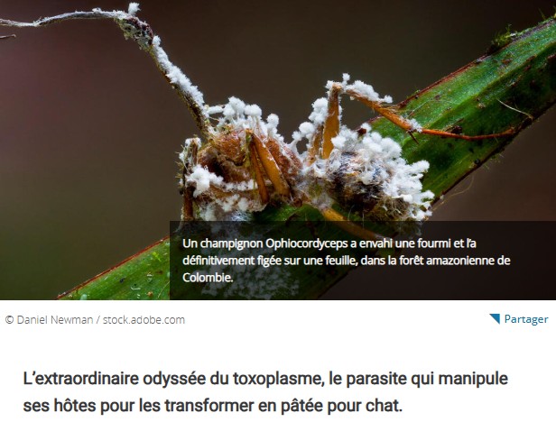CNRS Lejournal - Ces parasites qui nous manipulent