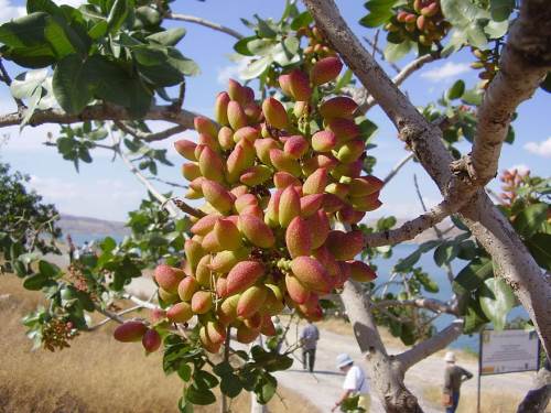 Pistachio.jpg, fév. 2014 Pistachio.jpg
