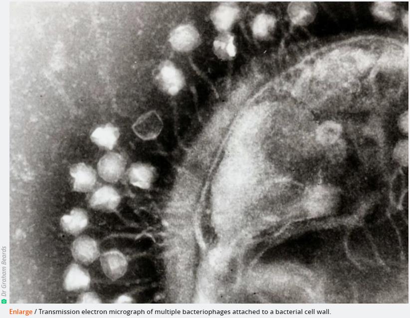 arstechnica.com attack-of-the-pond-virus-it-outwits-drug-resistant-bacteria-saved-mans-life.jpg