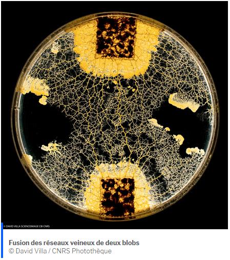 cnrs.fr le-blob-absorbe-les-substances-pour-les-memoriser.jpg