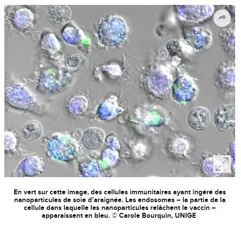 futura-sciences.com sante actualites medecine-soie-araignee-doper-vaccins.jpg