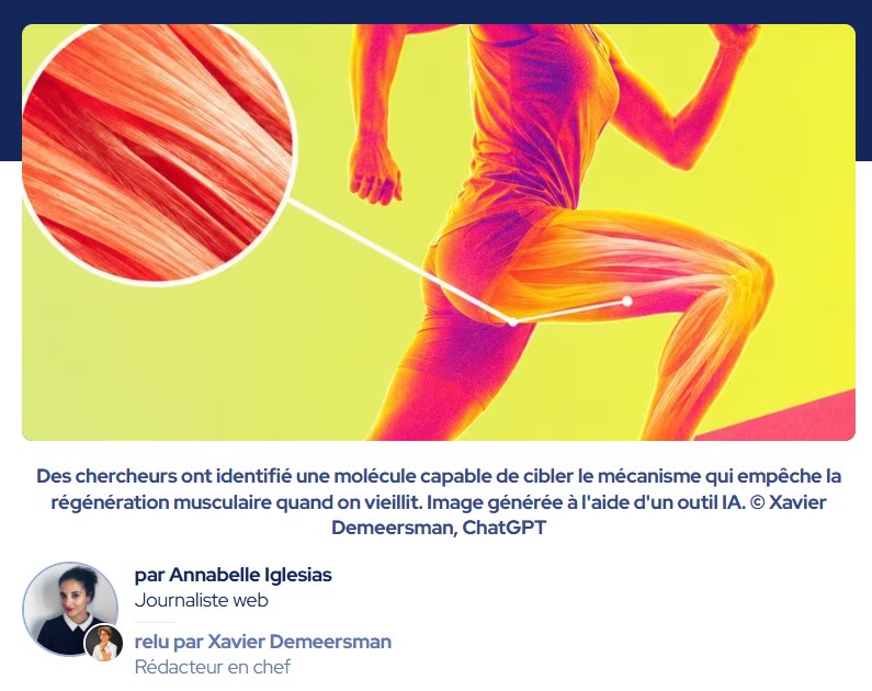 futura-sciences - « Cela a dépassé nos attentes » : des chercheurs découvrent comment renforcer la réparation des muscles avec l’âge