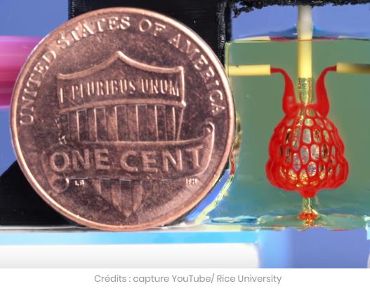 sciencepost.fr des-chercheurs-sont-parvenus-a-imprimer-en-3d-un-reseau-vasculaire.jpg
