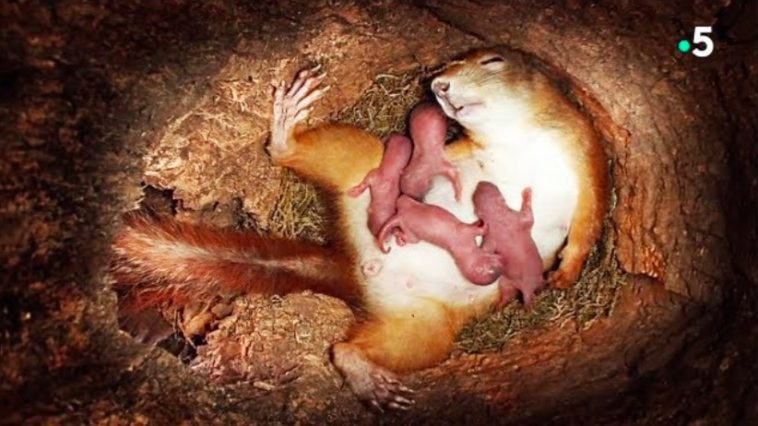 sciencepost.fr une-femelle-ecureuil-donne-naissance-dans-une-video-trop-mignonne.jpg