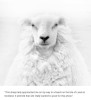 boredpanda - “Portrait Of A Sheep”⁠ By Jens Winkler⁠