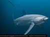 iflscience - The Thresher Shark, A Goofy Predator That Whips Up Cavitation Bubbles To Stun Prey