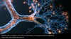 iflscience - Watch As A Seizure Speeds Through A Brain In Fascinating, First-Of-Its-Kind Video