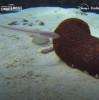 National Geographic TV - Pearlfish Discovers a Hiding Spot | Underdogs