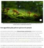 futura-sciences - Et si les champignons avaient tout déclenché ? Une étude chamboule l’histoire de la vie sur Terre