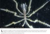 iflscience - First-Known Species Of Methane-Powered Sea Spiders Have Been Discovered In The Deep Sea