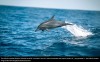 iflscience - Google bosserait sur une IA pour tenter de communiquer avec les dauphins