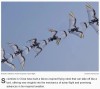 interestingengineering - Falcon-inspired robot mimics natural bird takeoff with reconfigurable wing system