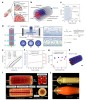 sciencepost - Ils ont imprimé en 3D une verge fonctionnelle