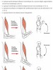 sciencepost - Trois secondes de muscu par jour suffisent pour gagner en force sans passer des heures à la salle