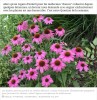 sciencesetavenir - Peut-on envisager de ne se soigner qu’avec des plantes