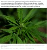sciencesetavenir - La première preuve scientifique que le cannabis peut traiter la douleur, selon des experts