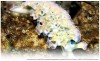 trustmyscience - Les limaces de mer « volent » les organes de leurs proies pour acquérir leurs « superpouvoirs »