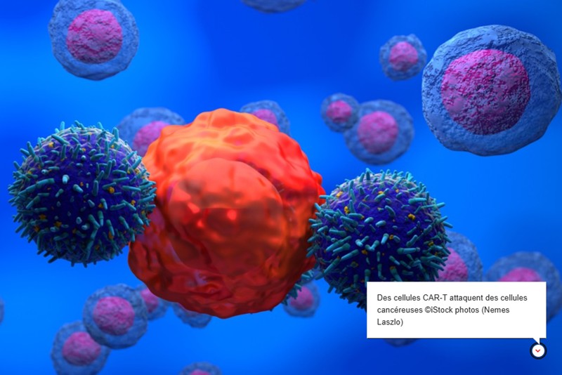 EPFL - Des récepteurs artificiels dopent les lymphocytes T anticancéreux