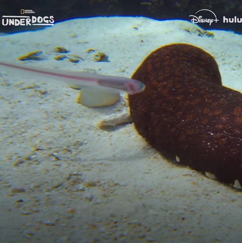 National Geographic TV - Pearlfish Discovers a Hiding Spot | Underdogs
