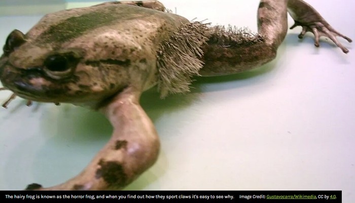 iflscience - Hairy Frog: The Wolverine Frog That Breaks Its Bones To Make Claws When Threatened