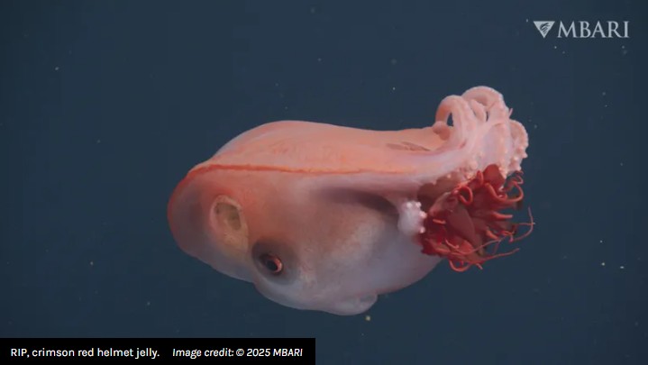 iflscience - Live Seven-Arm Octopus Spotted In The Deep Sea – Only The Fourth Time It’s Been Seen In 40 Years