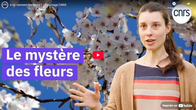 CNRS Lejournal - D’où viennent les fleurs ?