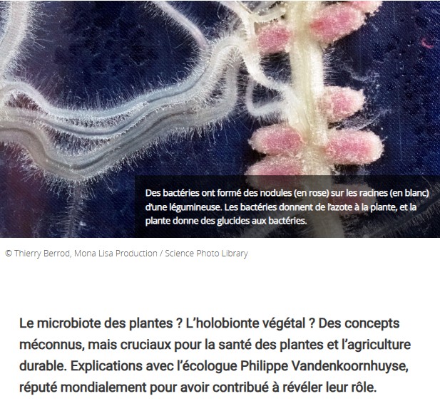 CNRS Lejournal - Les étonnants pouvoirs du microbiote végétal