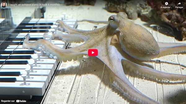 theawesomer - Teaching an Octopus to Play Piano