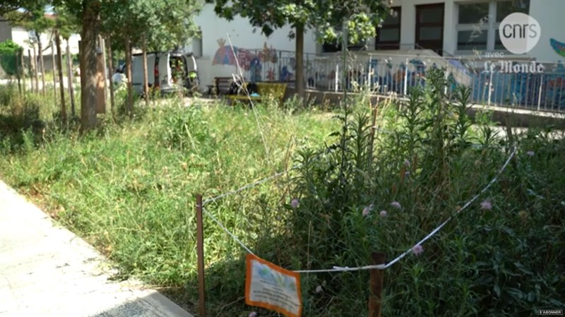 Quelles plantes pour les îlots de fraîcheur ? I Reportage CNRS