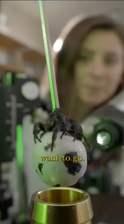 Veritasium - Why we put spiders on soccer balls