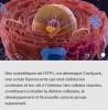 EPFL - Organisateurs de l'architecture cellulaire sous les feux de la rampe