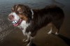 boredpanda - 47 Perfectly Timed Candid Dog Photos By This Street Photographer