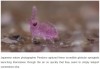 geeksaresexy - Tiny Pink Springtails Appear to Teleport When They Jump