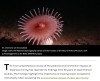 iflscience - “No Further Research Is Needed”: 50 Years Of Experiments Reveals Deep-Sea Mining At Vents And Seamounts Risks Species Extinction