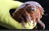 iflscience - Supergiant Deep-Sea Isopods Enjoy A Whale Fall Feast, Then Survive For Over 5 Years Without Eating. How?