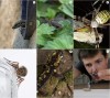 insectopode - Ici ça parle de bébêtes