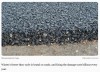 interestingengineering - Algae-based asphalt shrugs off freezing temperatures and reduces carbon output