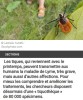 CNRS Lejournal - Tiques sous haute surveillance
