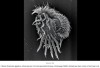sciencepost - Cette cellule microscopique se transforme spontanément en prédateur cannibale — et dévore ses clones toutes les dix minutes
