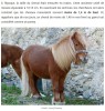 sciencepost - Des chercheurs ont mesuré les vrais chevaux de guerre médiévaux : Hollywood va devoir refaire tous ses films