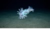 sciencepost - Animalia incerta sedis, soit, en latin, « animal de placement incertain »