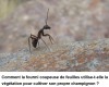 sciencepost - l'agriculture par des fourmis il y a déjà 60 millions d'années