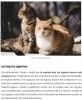 sciencepost - Vous pensez que votre chat ne fait rien ? Il utilise en réalité près de 300 expressions faciales pour communiquer
